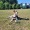 a puppy on a lawn