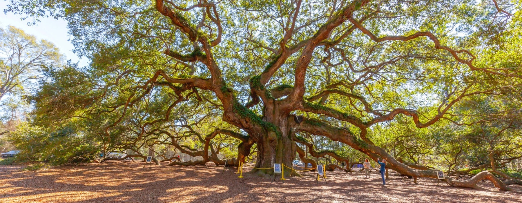 people stand next to massive tree in park